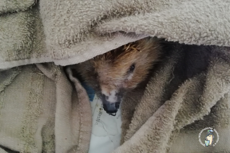 Igelkiste mit Handtuch